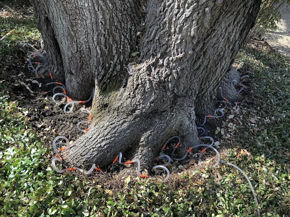 Detailed Tree Cabling and Bracing job site in Moshannon