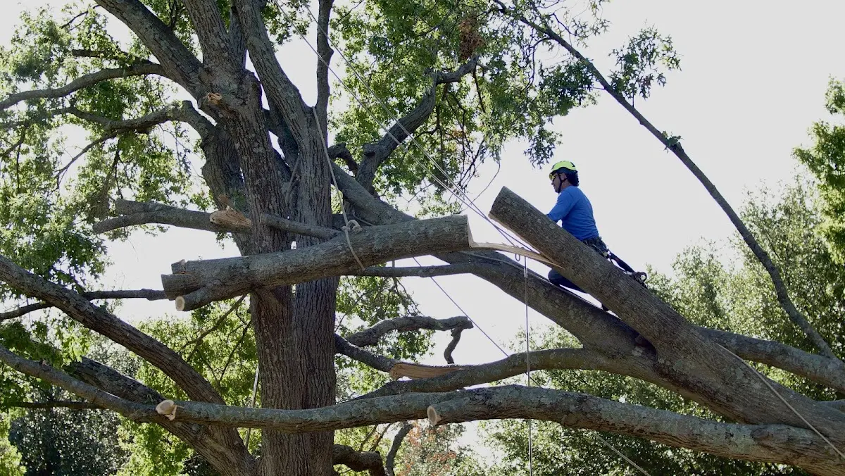 Professional Crown Thinning performed by certified arborists in Moshannon